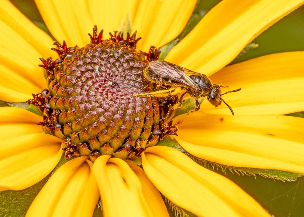Close photo of a tiny sweat bee leaving the center of a Black-eyed Susan flower.