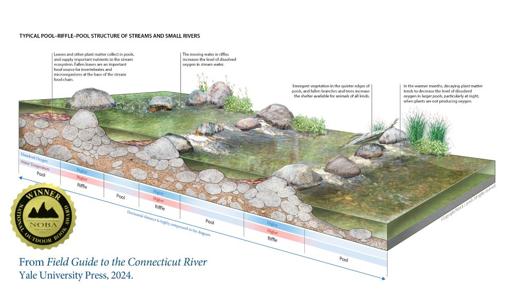 An illustration of the typical step-pool structure of upland streams.