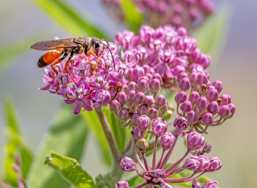 A large (but normally harmless) digger wasp collecting nectar and pollen from milkweed flowers.