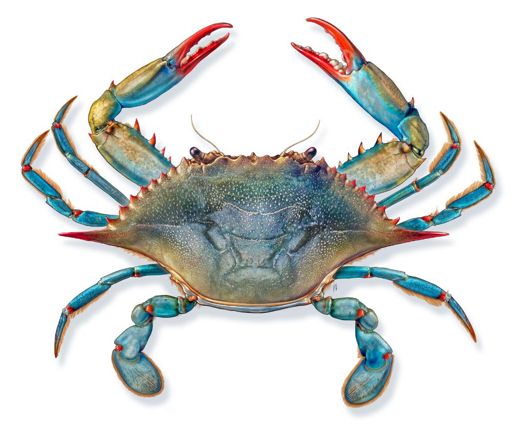 Detailed illustration of a female Blue Crab.