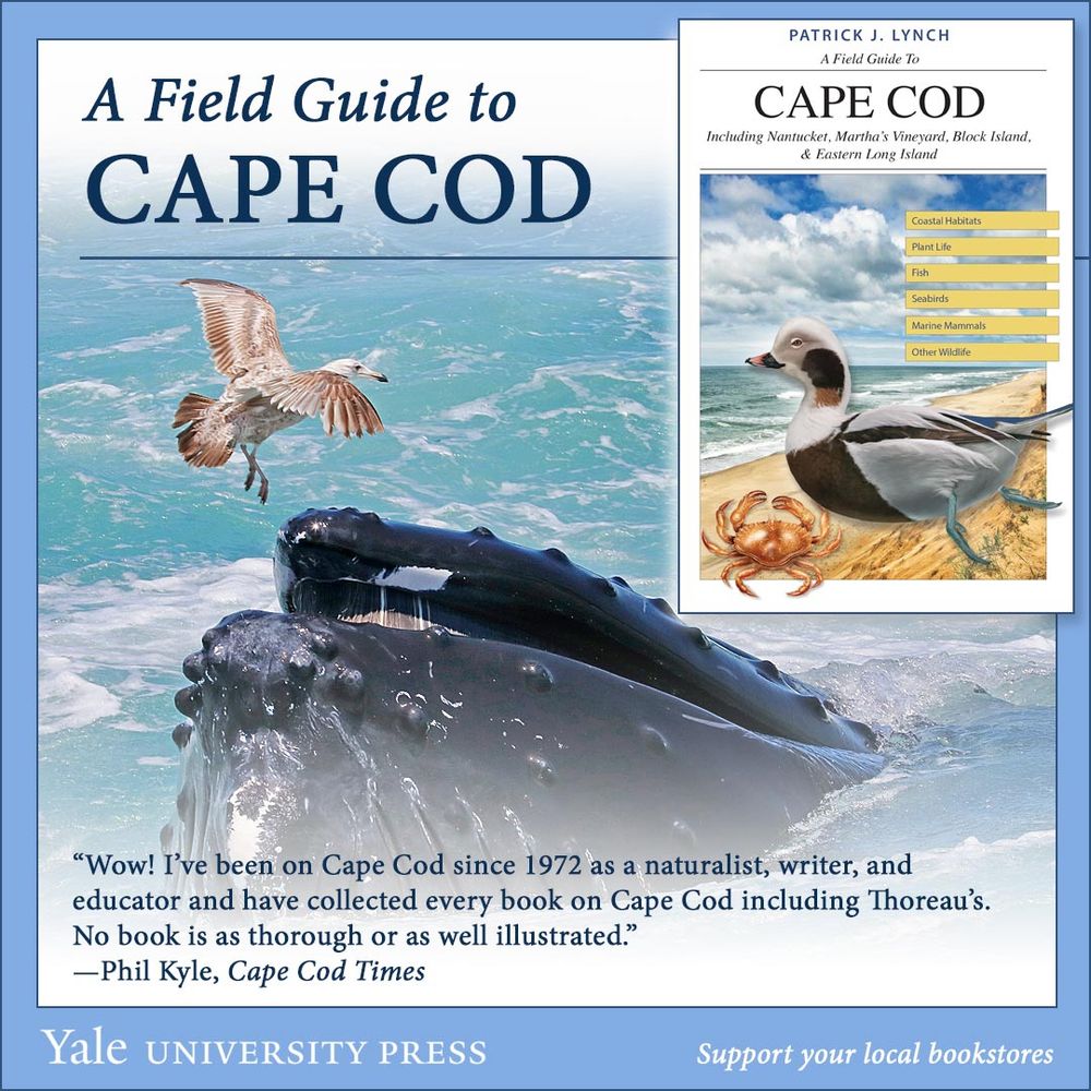 An advertisement for the book "A Field Guide to Cape Cod," featuring a photo of a Humpback Whale.