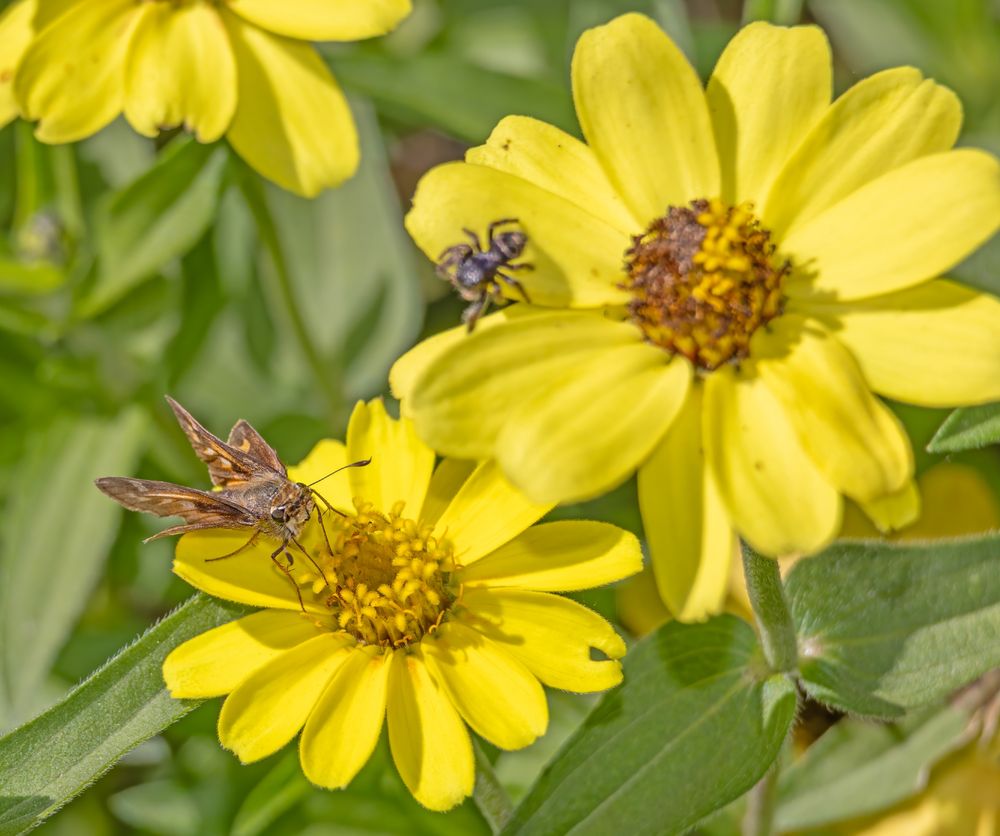 Close photo of a skipper butterfly and a jumping spider on adjacent yellow Zinnia flowers.
