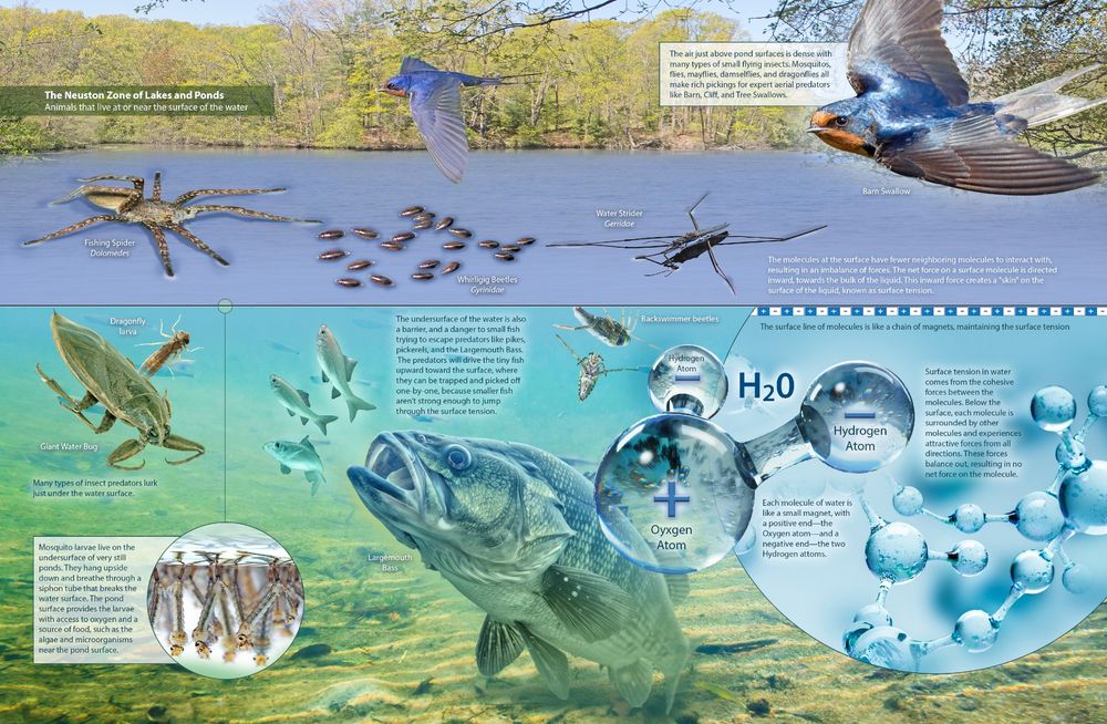 A complex diagram page spread on the surface environment of ponds, both above and immediately below the water surface.