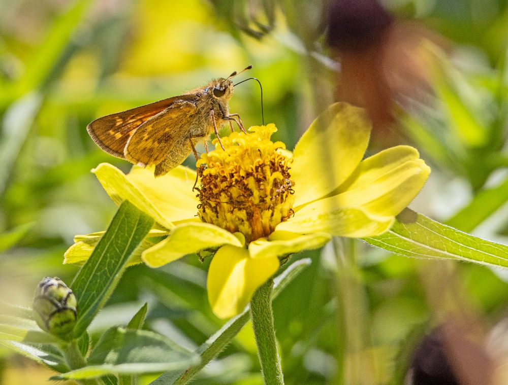 Photo of a Huron Sachem skipper butterfly.