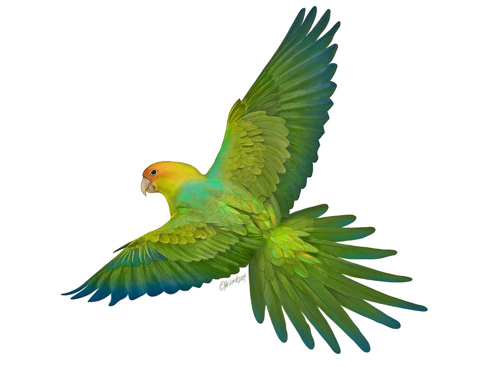 An illustration of the extinct Carolina Parakeet in flight.