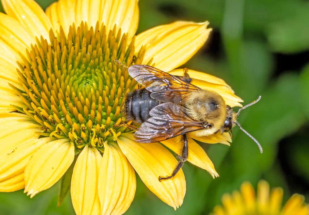 Close photo of a Bumble Bee sitting on a yellow coneflower.
