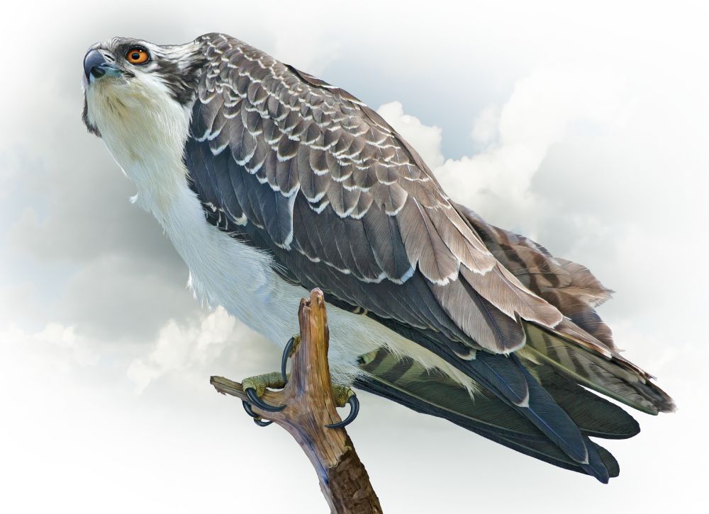Illustration of an immature Osprey perched on a dead tree branch.