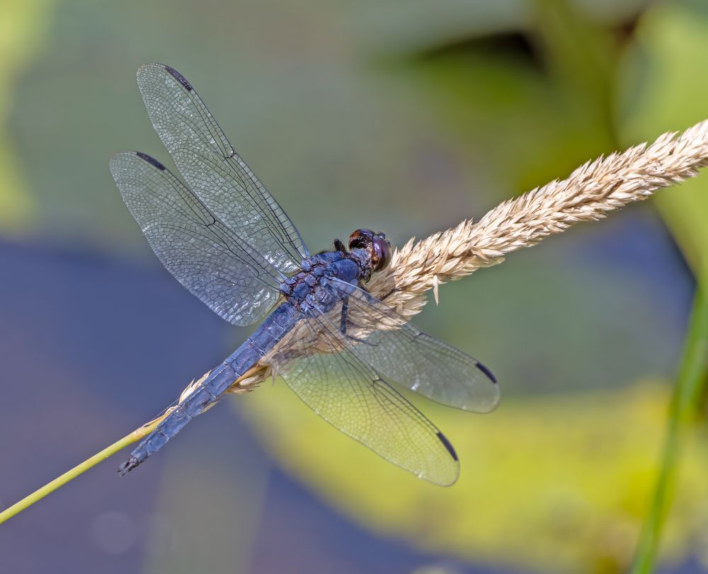 Close photo of a slate-blue dragonfly perched on a grass flower head.