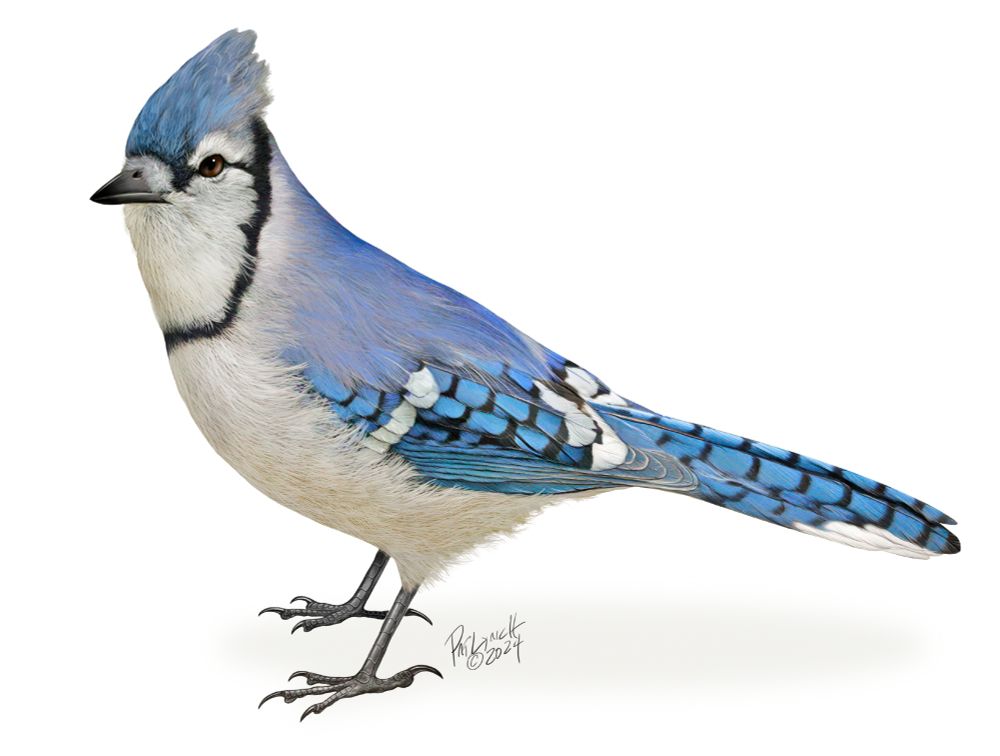 Illustration of a standing Blue Jay.