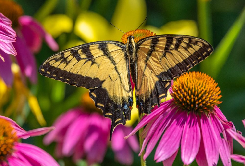 Photo of an Eastern Tiger Swallowtail on pink coneflowers.