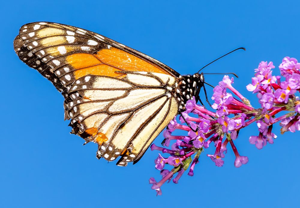 Photo of Monarch butterfly on Buddleja. Something's dreadfully wrong this year. There are shockingly few insects of all kinds, both in our yard and in the places I usually visit for photography. At the Kellogg Center (Derby, CT, USA) there's a 40-foot line of huge Buddleja (Butterfly Bush) bushes that are normally fizzing with hundreds of bees and dozens of butterflies of all kinds in early September. Today: four transient Monarchs, only one of which lingered for a few moments (photo). Even the bees seem sparse. A handfull of smaller mating skippers chasing, and that's it. Very worrisome. Sept 2, 2025. #InsectApocalypse