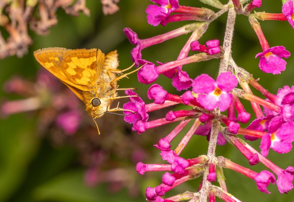 Close photo os a small orange-brown skipper butterfly on a Butterfly Bush.