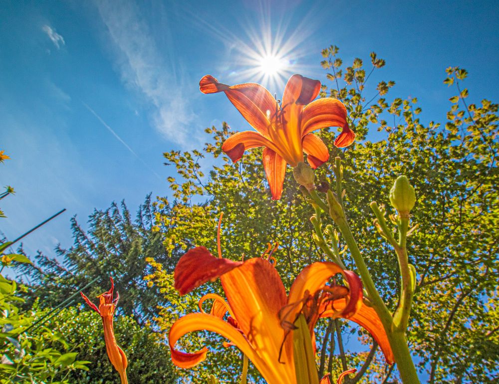 Colorful view of daylilies in a garden, with a bright sun and blue sky.