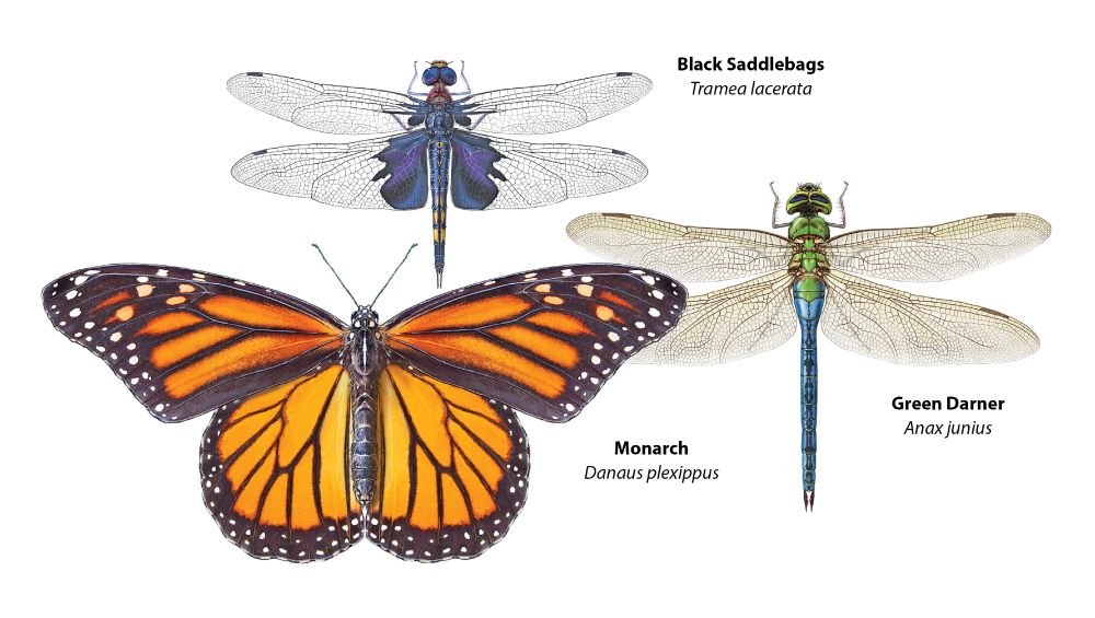 Illustrations of three common migratory insects along the U.S. East Coast: Monarch butterfly, Black Saddlebags and Green Darner dragonflies.