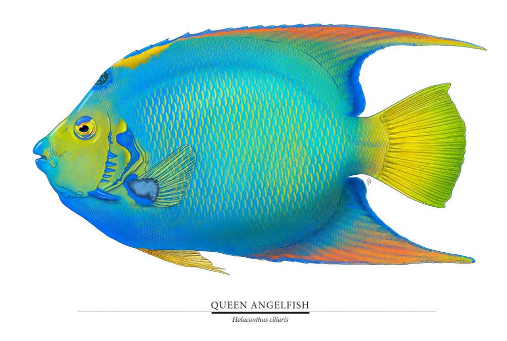 Detailed illustration, in side view, of a colorful Queen Angelfish.
