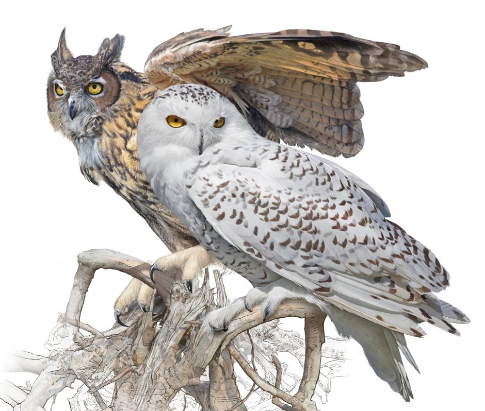 Illustrations of two perched large owls, the brown Great Horned Owl, and the white Snowy Owl, both North American species.