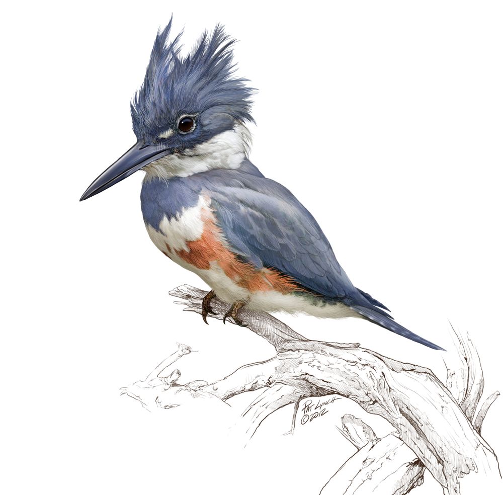 Illustration of a female kingfisher, perched on a dead tree branch.
