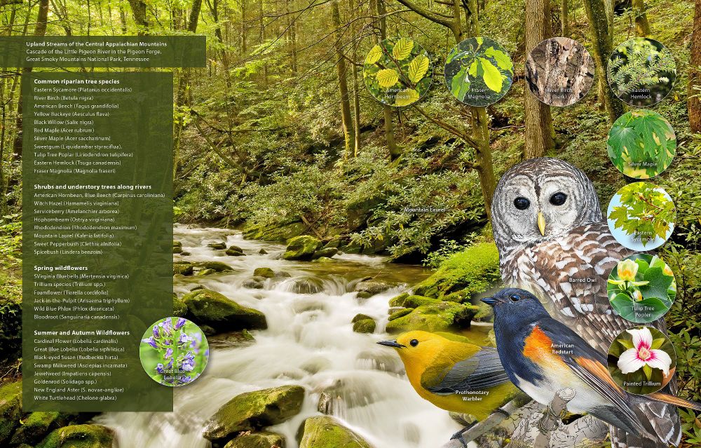 Habitat overview with photos and illustrations of common plants and animals.