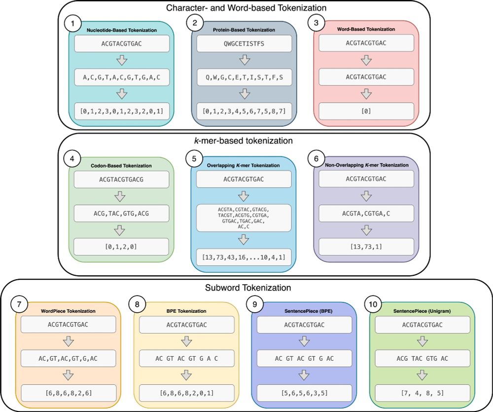 Tokenization and deep learning architectures in genomics: A comprehensive review. Computational and Structural Biotechnology Journal, DOI: https://doi.org/10.1016/j.csbj.2025.07.038
