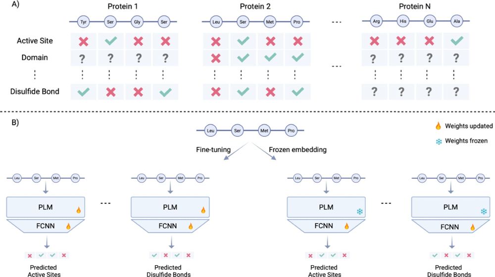 Fine-tuning protein language models to understand the functional impact of missense variants. Computational and Structural Biotechnology Journal, DOI: https://doi.org/10.1016/j.csbj.2025.05.022
