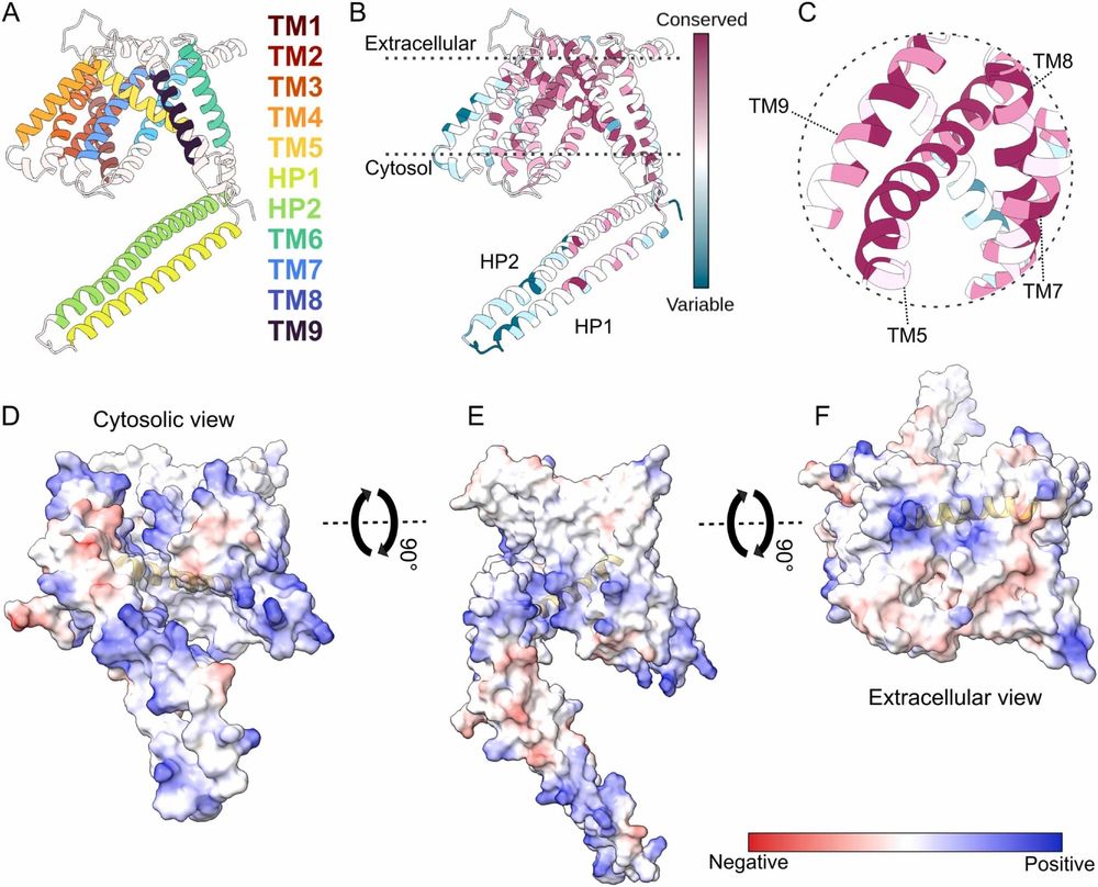 Evolutionary and structural bioinformatics identifies GPR89 as a conserved member of the LIMR protein superfamily. Computational and Structural Biotechnology Journal, DOI: https://doi.org/10.1016/j.csbj.2025.11.003
