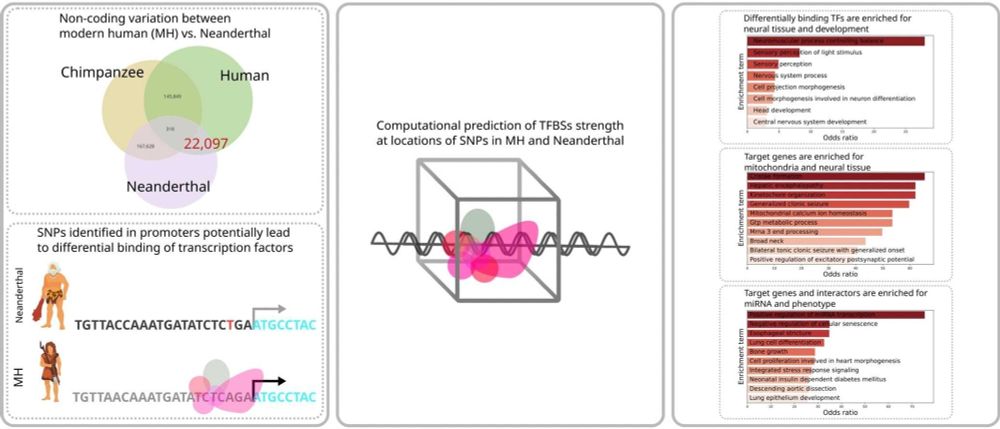 Evolution is in the details: Regulatory differences in modern human and Neanderthal. Computational and Structural Biotechnology Journal, DOI: https://doi.org/10.1016/j.csbj.2025.05.052