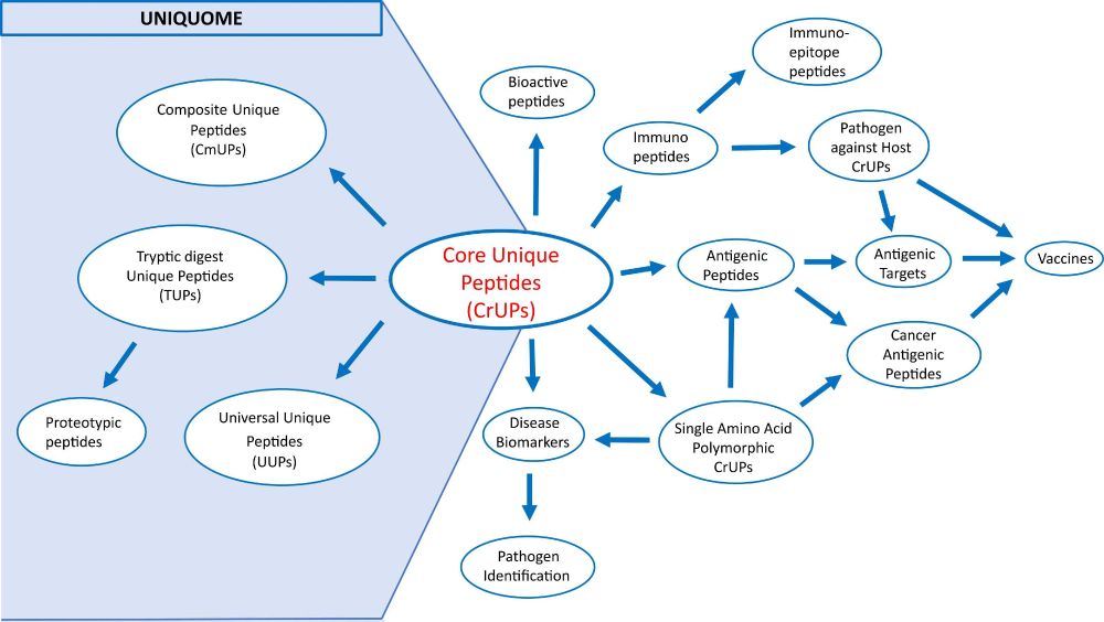 Uniquome: Construction and decoding of a novel proteomic atlas that contains new peptide entities. Computational and Structural Biotechnology Journal, DOI: https://doi.org/10.1016/j.csbj.2025.05.027