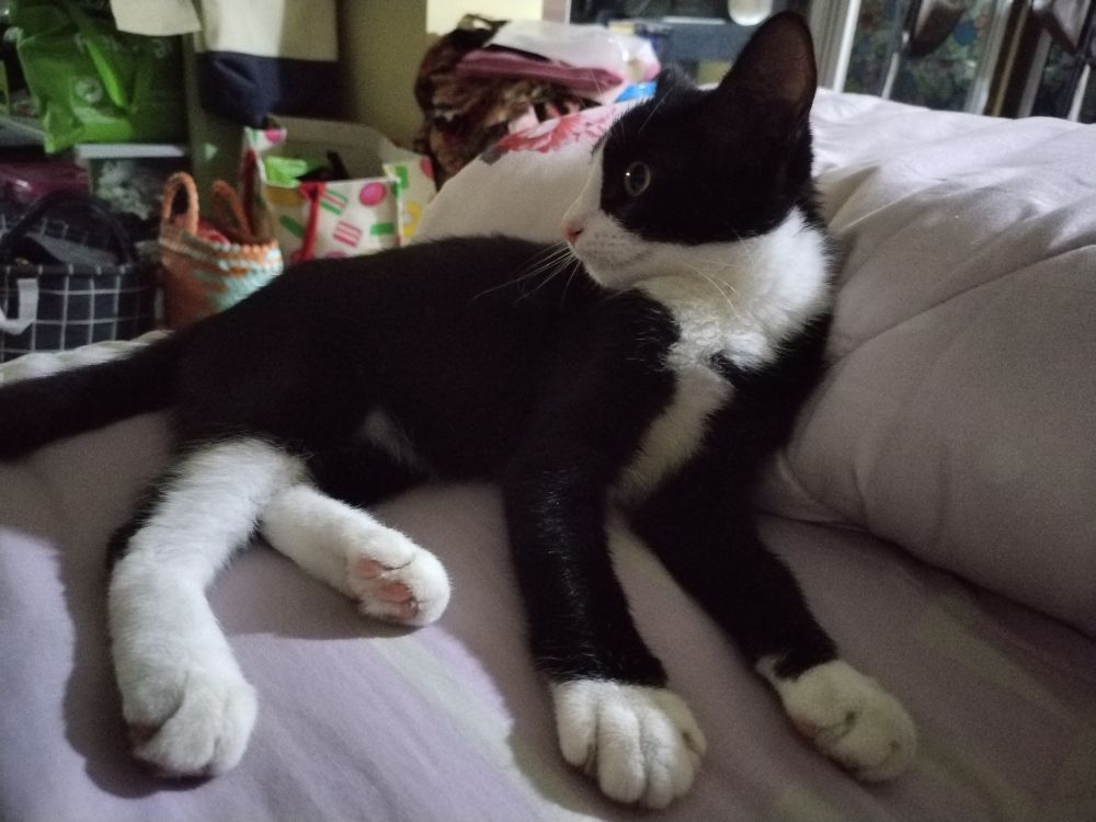 Picture of Rumpai's side view