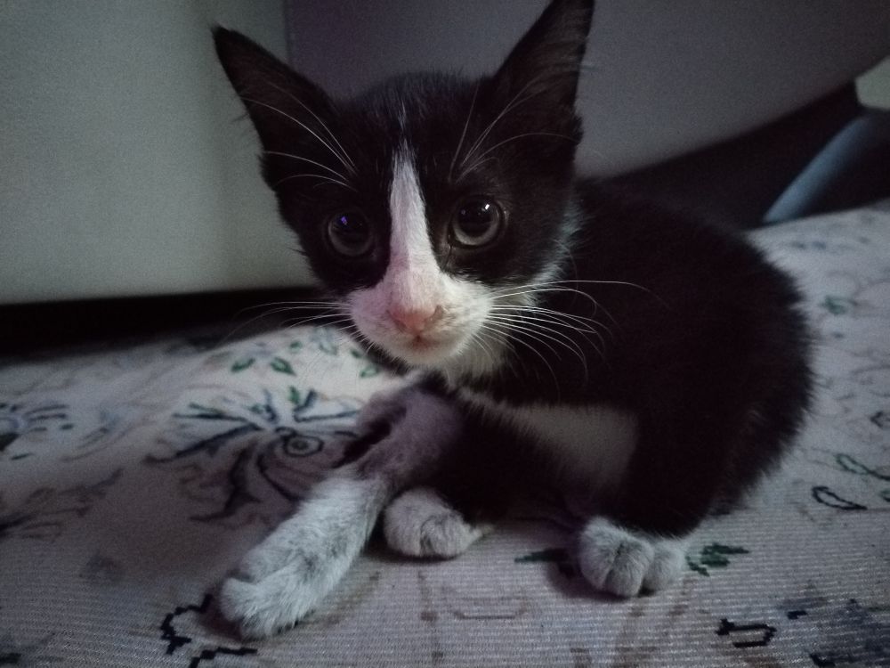 Baby girl rescued at the beach. She's now healthy and eat fish