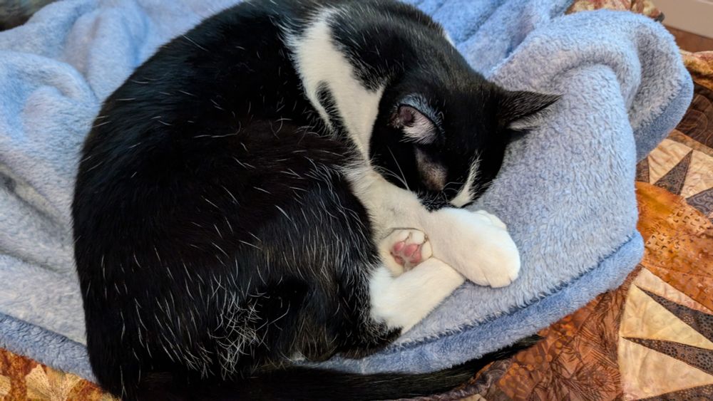 Black and white cat curled up on a blanket, with pink toe beans showing on one paw.
