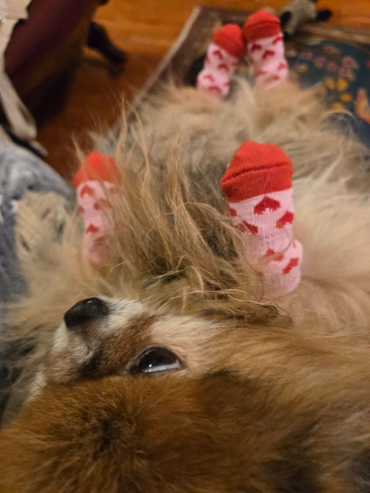 A five-pound red sable Pomeranian lies upside down in his person's lap getting his winter socks on. The socks are red and pink with little red hearts woven in. He is not thrilled with his fashion-forward footwear but he will not be complaining after he is out in the snow...
