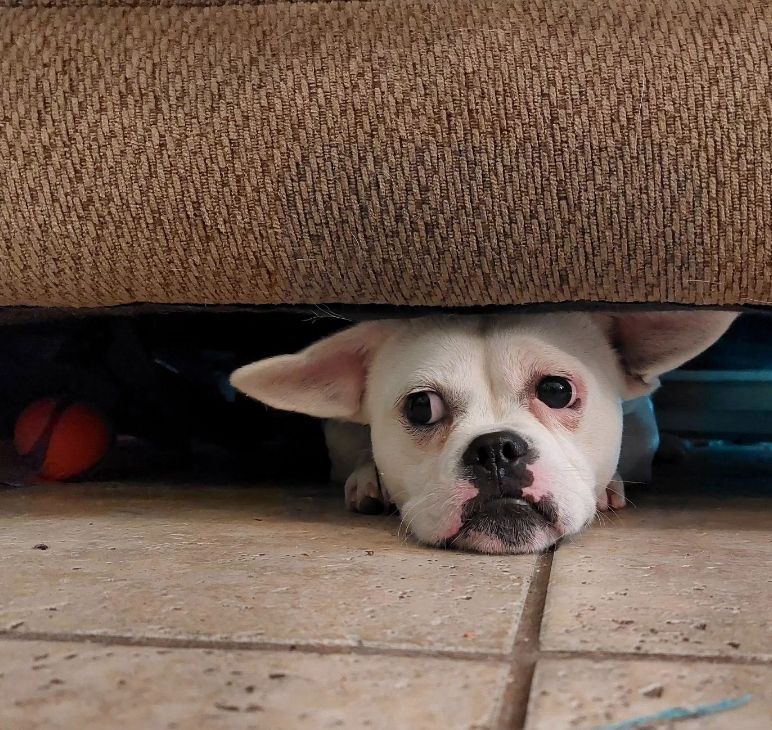 A white frenchie mix with black markings on his snoot and yoda ears looks forlornly out from under a couch. His ball is about 12 inches to the right of him, also under the couch.