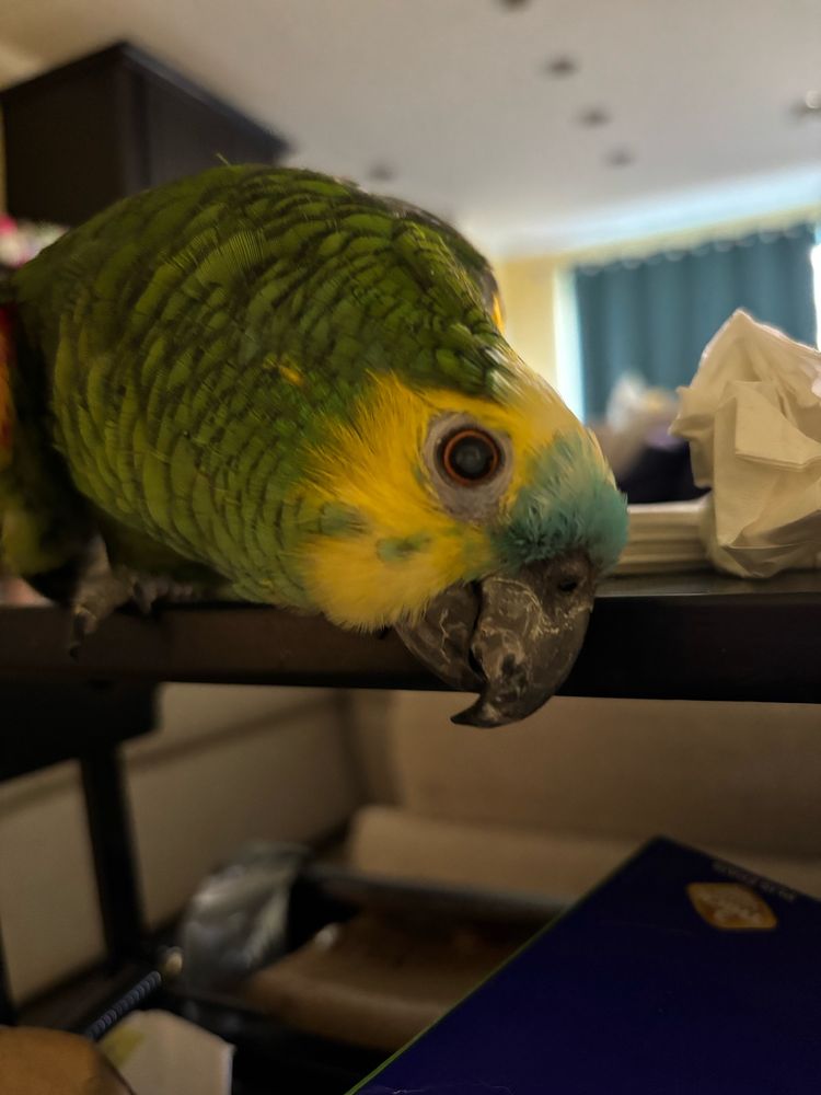 Deus, a 38 year old Blue Fronted Amazon