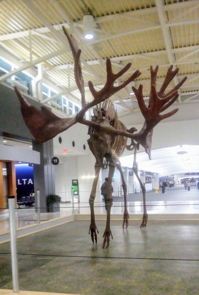 A fossilized stag moose skeleton displayed on a platform. It's antlers are enormous! In the background you see a relatively empty airport terminal.