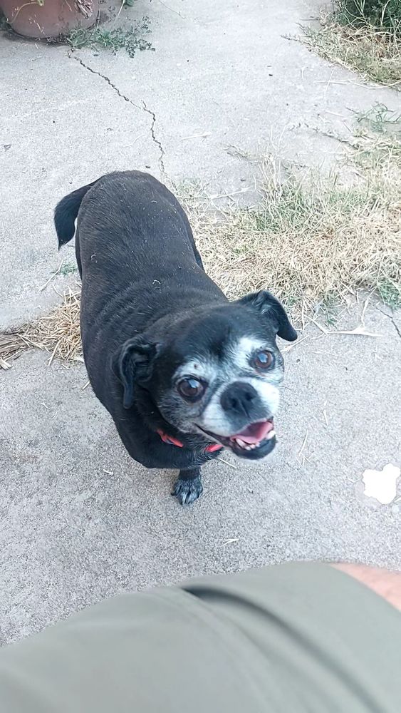 A three-legged pug/chihuahua mix with black fur and a white face looks up at the camera
