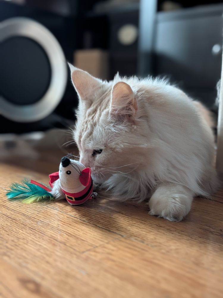 Oh an hardwood floor, a cream colored Maine Coon inspects a toy mouse. The mouse is dressed as a Christmas elf.
