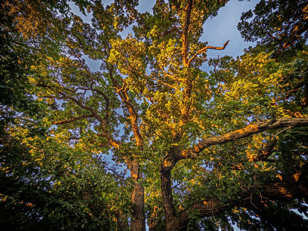 Two trunks of a tree fork out into the shape of a hand. Warm sunset is casting contrasting colorful shadows across the leaves. 