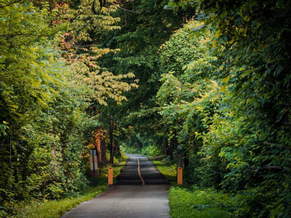 Tree covered paved pathway. Markers signal the end of the property, with a yellow stripe down the remaining path. 