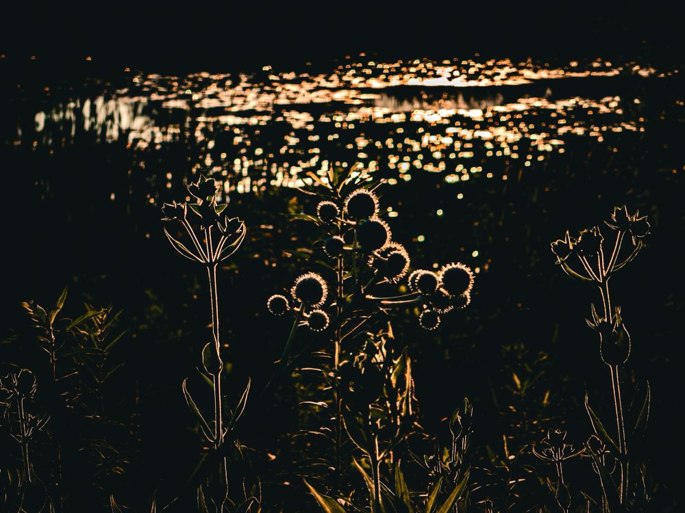 Silhouetted prairie plants backdropped by glimmers of a wetland pond.