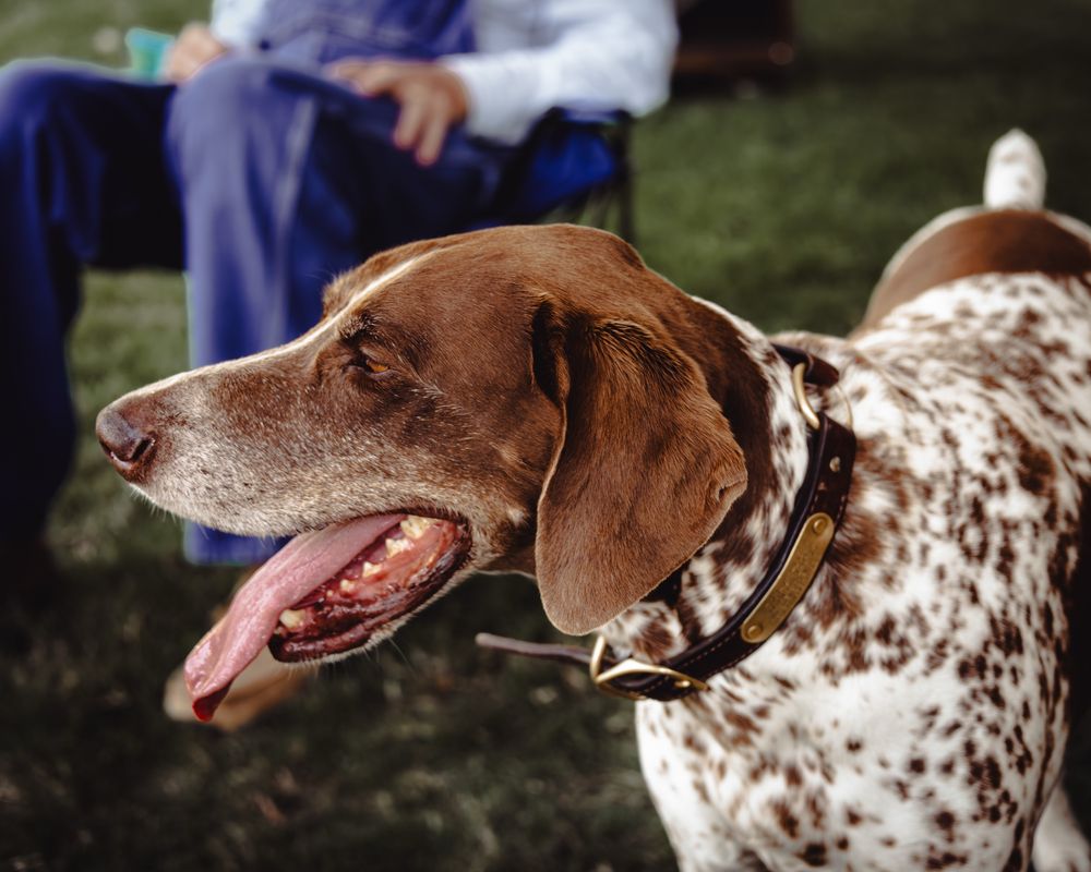 German shorthair pointer on the watch. 