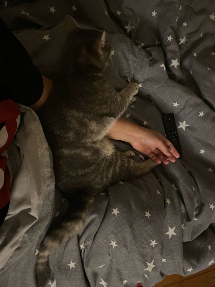 A cat sleeping across a person arm. 