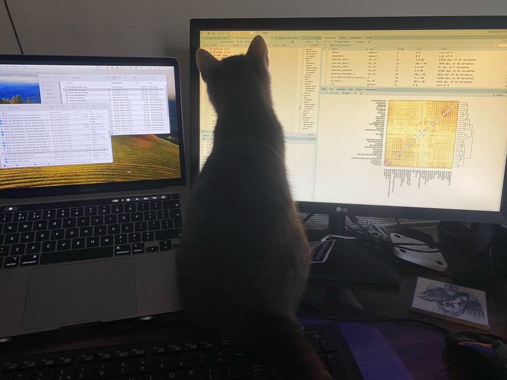 A cat sitting in front of computer screens