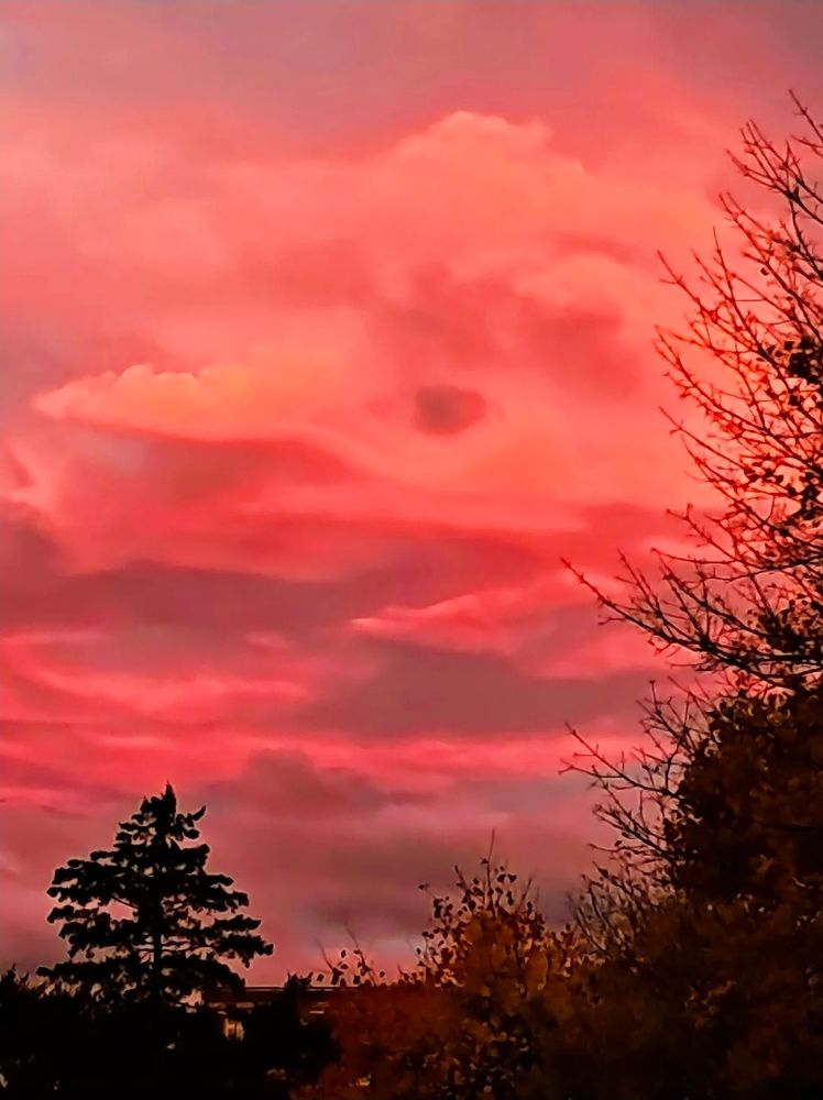 A cold November sunrise with a vibrant pink and orange sky filled with clouds, and silhouetted trees in the foreground