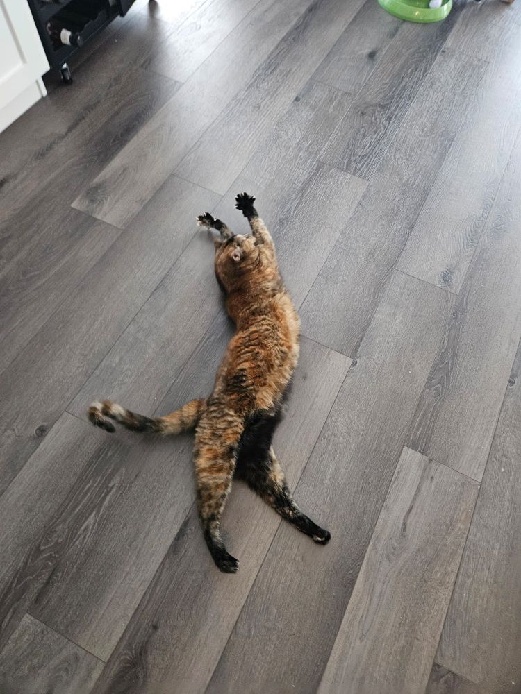 Tortoise coloured cat doing a big stretch on her side on the floor. Her front paws are spread and her tail is curled.
