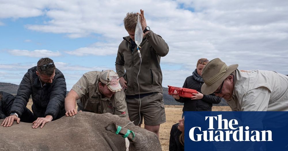 Rhino horns made radioactive to foil traffickers in South African project | Endangered species - United States