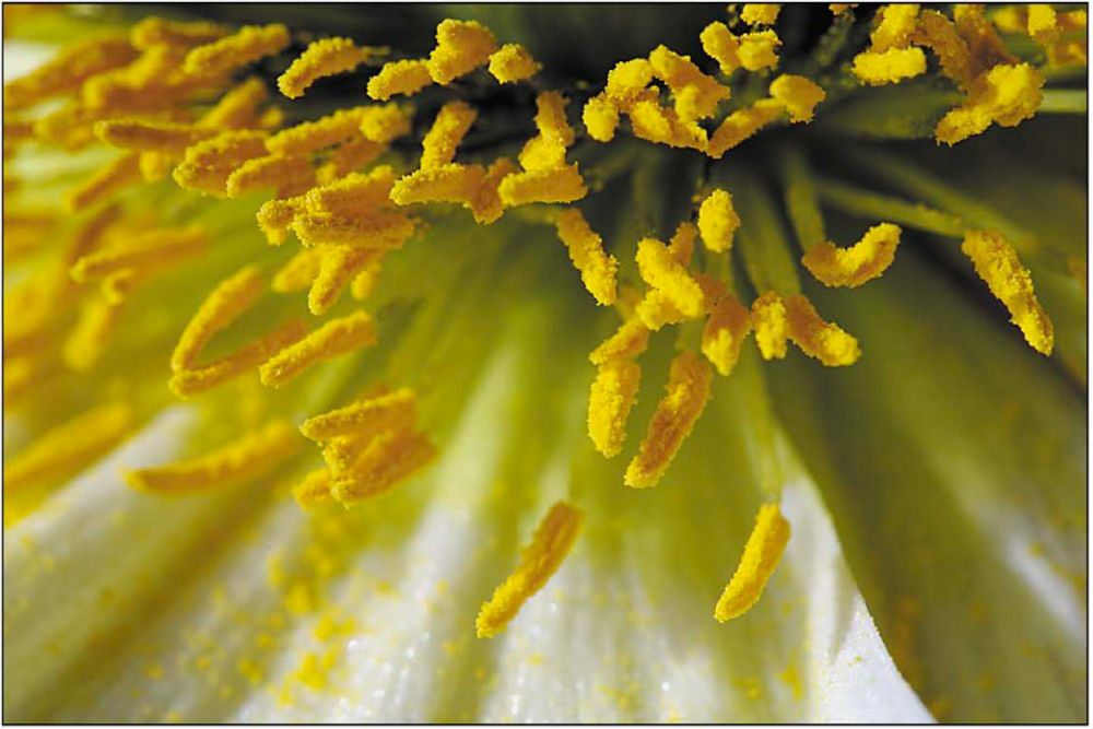 Nahaufnahme von gelben Blütenstempeln. Ein kleiner Tanz der gelben Stempel, vor einem weissen Blütenblatt und grünem Kelch. Sinnbild für die Vergänglichkeit des Lebens und seine Schönheit, während es da ist.