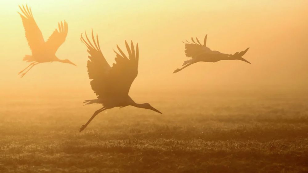 Zugvögel im Klimawandel: Leben am Limit