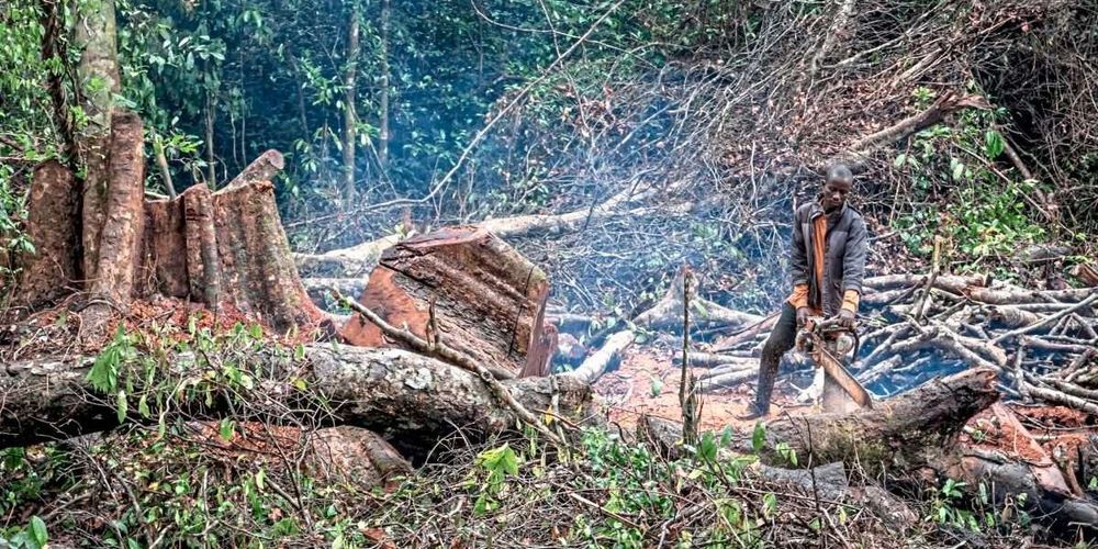 Waldzerstörung schreitet voran, während EU strengere Regeln aufschieben will