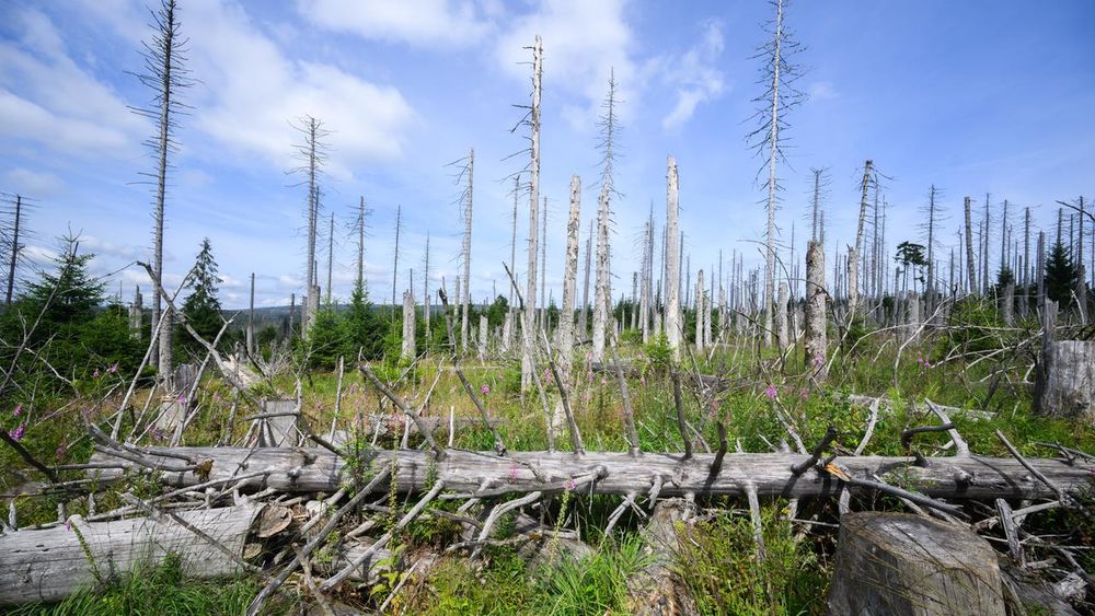 Özdemir: Wald ist Kohlenstoffquelle geworden