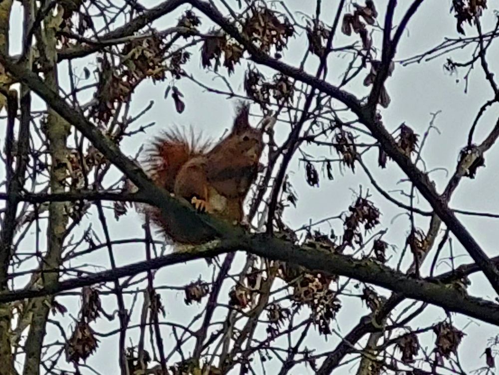 Fressendes Eichhörnchen in einem Baum